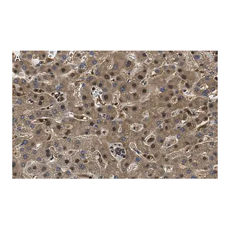 Merck Anti-RORγ Antibody, clone 1D13 ZooMAb Rabbit Monoclonal