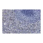Merck Anti-Siglec-9 Antibody, clone 3F22 ZooMAb Rabbit Monoclonal