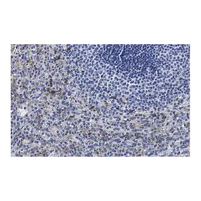 Merck Anti-Siglec-9 Antibody, clone 3F22 ZooMAb Rabbit Monoclonal