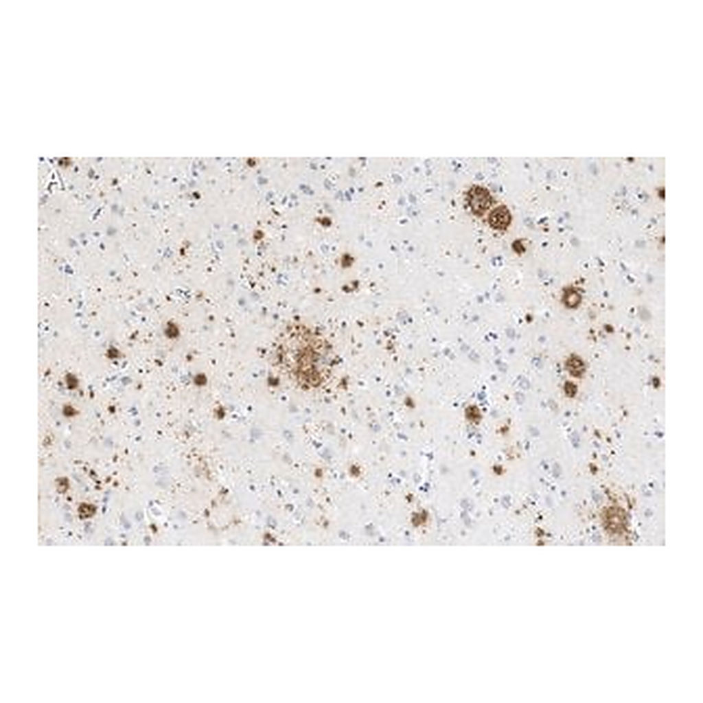 Merck Anti-Amyloid β42/40 Antibody, clone W0-2 ZooMAb Mouse Monoclonal