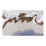 Merck Anti-Bestrophin-1 Antibody, clone E6-6 ZooMAb Mouse Monoclonal
