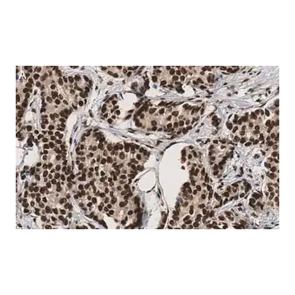 Merck Anti-53BP1 Antibody, clone BP13 ZooMAb Mouse Monoclonal