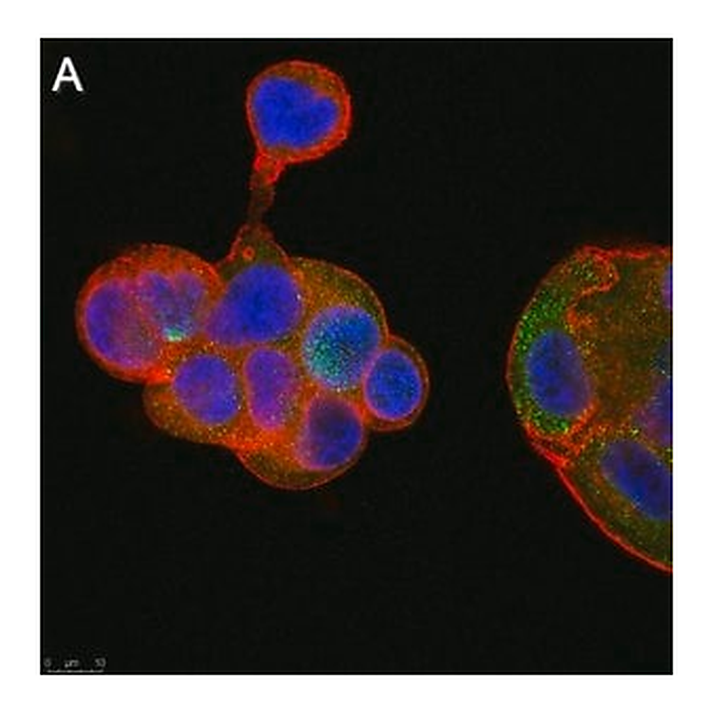 Merck Anti-Flt3 ligand Antibody, clone 5G18 ZooMAb Rabbit Monoclonal