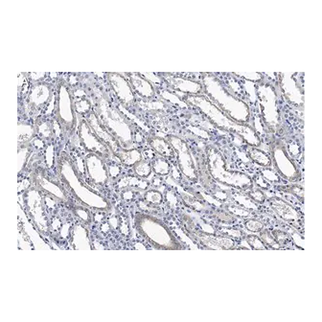 Merck Anti-Integrin αV Antibody, clone 272-17E6 ZooMAb Mouse Monoclonal