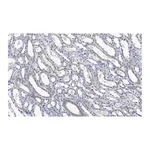 Merck Anti-Integrin αV Antibody, clone 272-17E6 ZooMAb Mouse Monoclonal