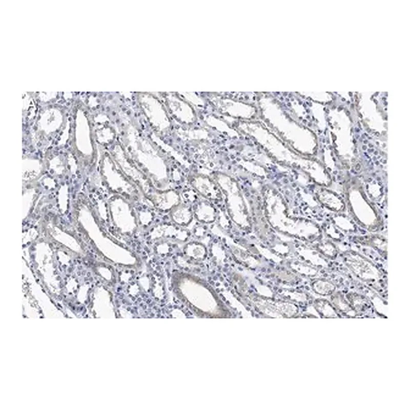 Merck Anti-Integrin αV Antibody, clone 272-17E6 ZooMAb Mouse Monoclonal