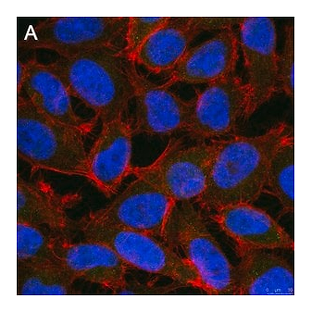 Merck Anti-ALKBH5 Antibody, clone 6G7 ZooMAb Rabbit Monoclonal