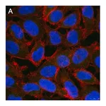 Merck Anti-ALKBH5 Antibody, clone 6G7 ZooMAb Rabbit Monoclonal