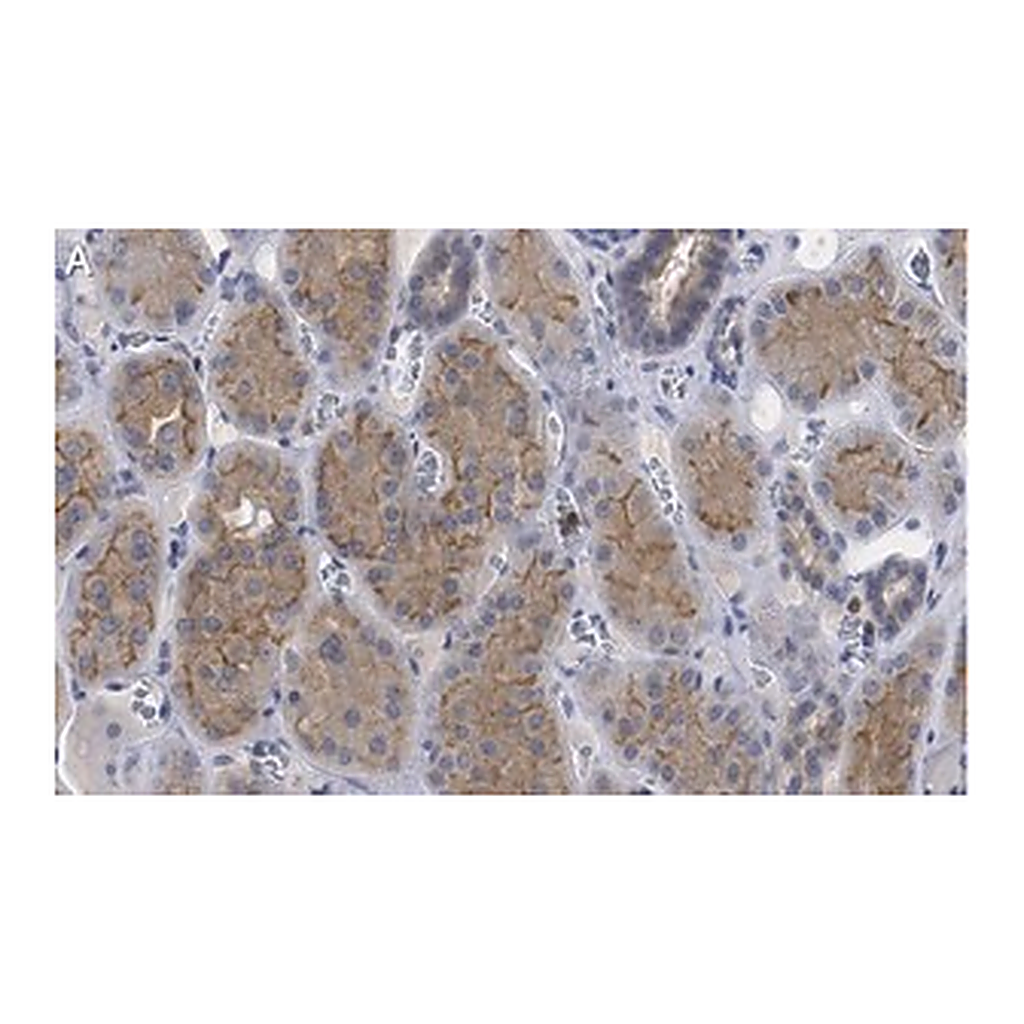 Merck Anti-pan Ago Antibody, clone 2A8 ZooMAb Mouse Monoclonal