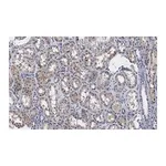 Merck Anti-PP2A C subunit Antibody, clone 2B15 ZooMAb Rabbit Monoclonal