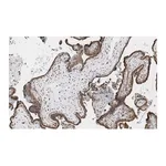 Merck Anti-MOSPD2 Antibody, clone 3C20 ZooMAb Rabbit Monoclonal