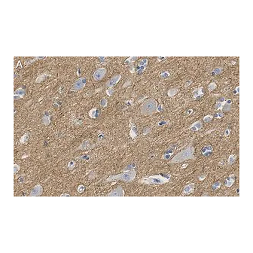 Merck Anti-CNTNAP2 Antibody, clone 2D17 ZooMAb Rabbit Monoclonal