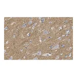 Merck Anti-CNTNAP2 Antibody, clone 2D17 ZooMAb Rabbit Monoclonal