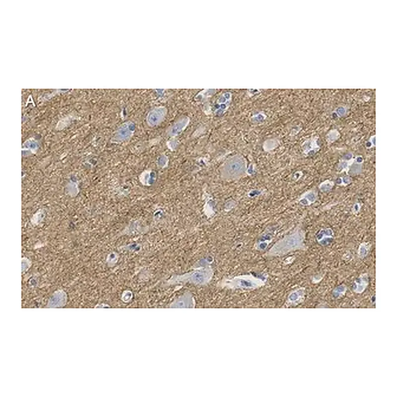 Merck Anti-CNTNAP2 Antibody, clone 2D17 ZooMAb Rabbit Monoclonal