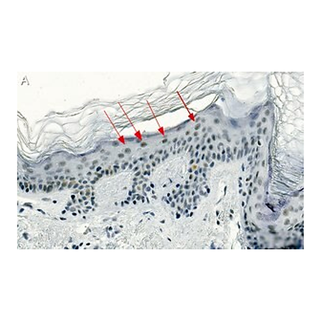 Merck Anti-CBX2 Antibody, clone 3I14 ZooMAb Rabbit Monoclonal