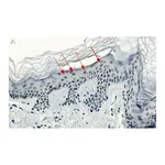 Merck Anti-CBX2 Antibody, clone 3I14 ZooMAb Rabbit Monoclonal