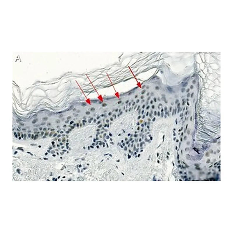 Merck Anti-CBX2 Antibody, clone 3I14 ZooMAb Rabbit Monoclonal