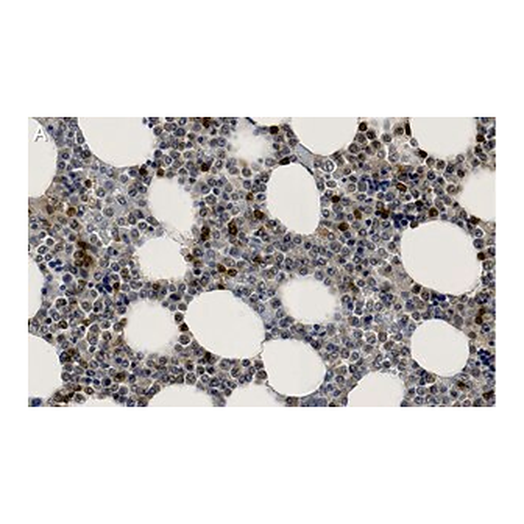 Merck Anti-p38α/SAPK2A Antibody, clone 1O11 ZooMAb Rabbit Monoclonal