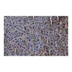 Merck Anti-Arginase-1 Antibody, clone 3B17 ZooMAb Rabbit Monoclonal