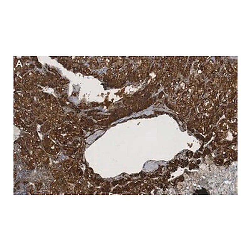 Merck Anti-Clusterin α chain Antibody, clone 41D ZooMAb Mouse Monoclonal