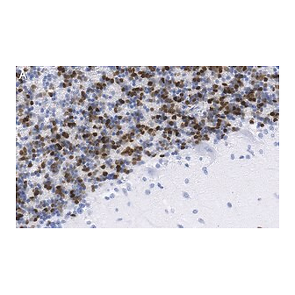 Merck Anti-MDM2 Antibody, clone Z6H3 ZooMAb Rabbit Monoclonal