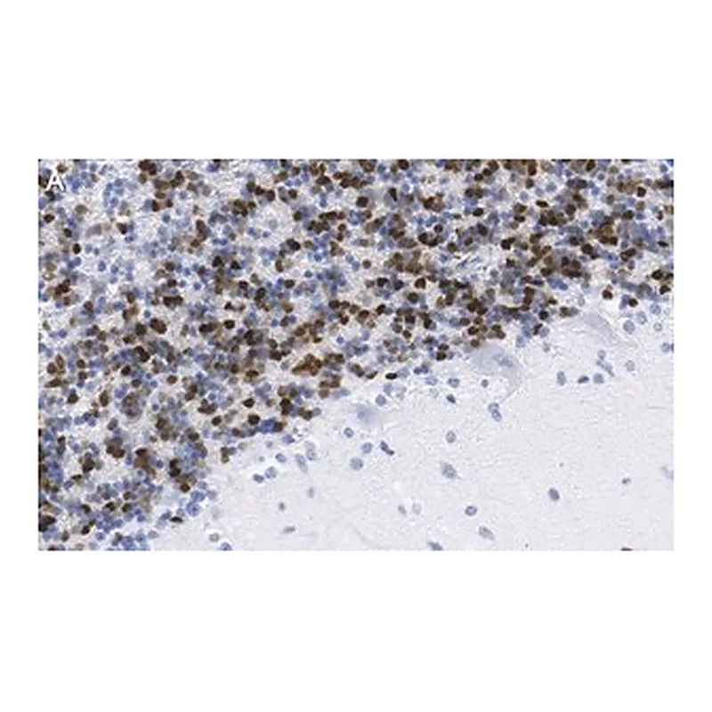Merck Anti-MDM2 Antibody, clone Z6H3 ZooMAb Rabbit Monoclonal