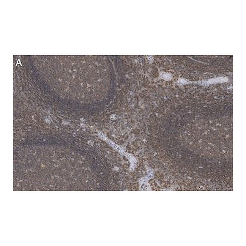 Merck Anti-Talin-1 Antibody, clone 2F8 ZooMAb Rabbit Monoclonal