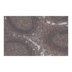 Merck Anti-Talin-1 Antibody, clone 2F8 ZooMAb Rabbit Monoclonal