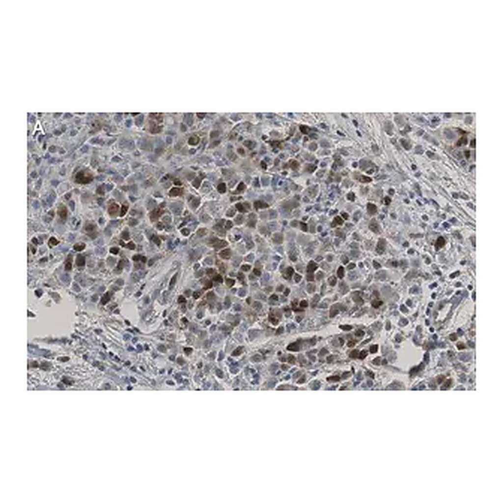 Merck Anti-CDK1/CDC2 Antibody, clone 1J8 ZooMAb Rabbit Monoclonal