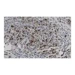 Merck Anti-CDK1/CDC2 Antibody, clone 1J8 ZooMAb Rabbit Monoclonal