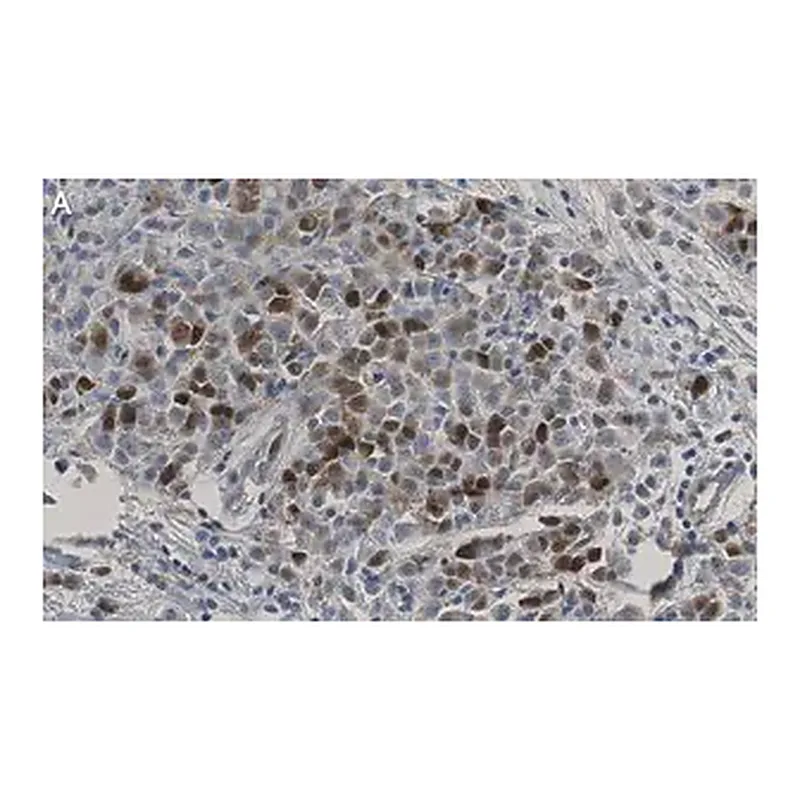 Merck Anti-CDK1/CDC2 Antibody, clone 1J8 ZooMAb Rabbit Monoclonal