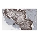Merck Anti-NF-kB p65 subunit Antibody, clone 1D8 ZooMAb Rabbit Monoclonal