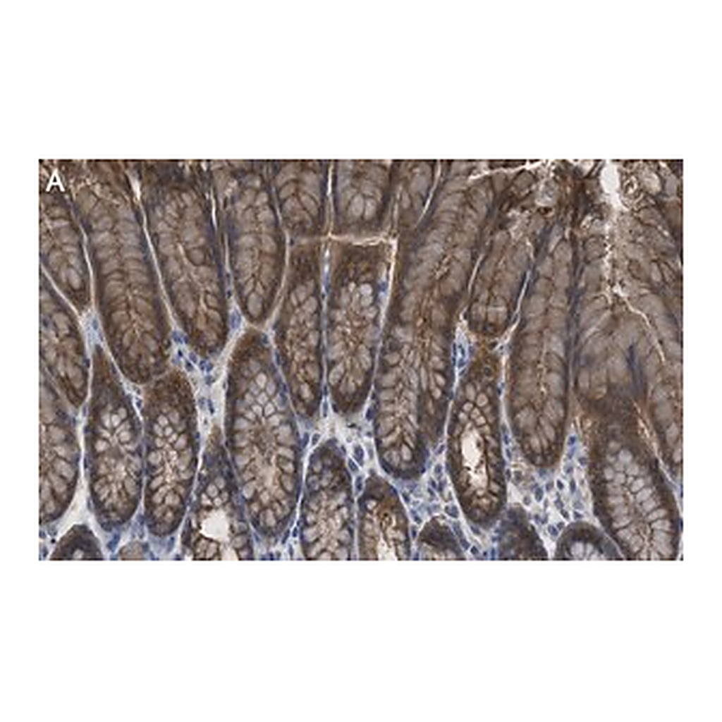 Merck Anti-Calpain-9 Antibody, clone 1J22 ZooMAb Rabbit Monoclonal