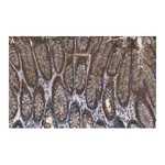 Merck Anti-Calpain-9 Antibody, clone 1J22 ZooMAb Rabbit Monoclonal