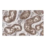 Merck Anti-METTL7A Antibody, clone 1O8 ZooMAb Rabbit Monoclonal