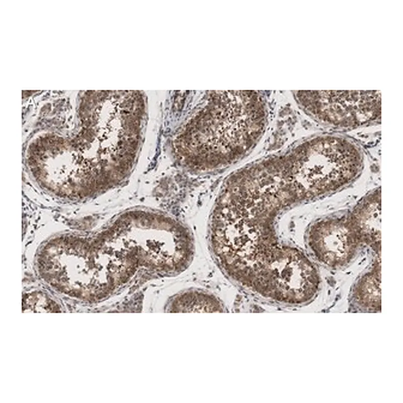 Merck Anti-METTL7A Antibody, clone 1O8 ZooMAb Rabbit Monoclonal