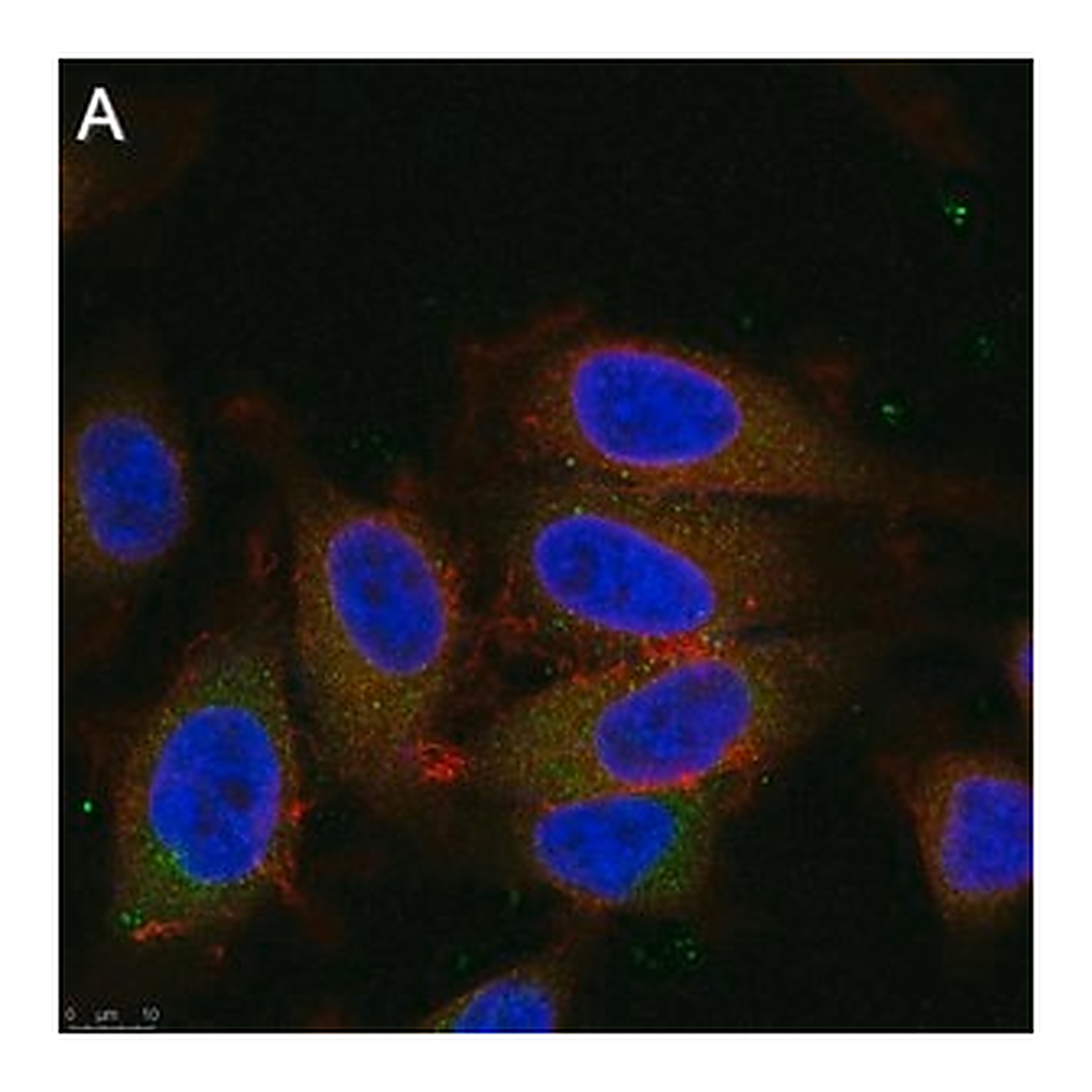 Merck Anti-Dynein Antibody, clone 74.1 ZooMAb Mouse Monoclonal