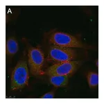 Merck Anti-Dynein Antibody, clone 74.1 ZooMAb Mouse Monoclonal