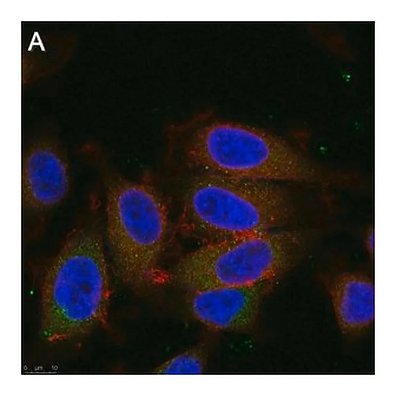 Merck Anti-Dynein Antibody, clone 74.1 ZooMAb Mouse Monoclonal