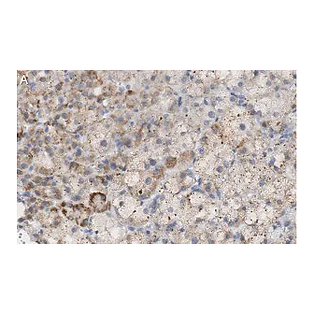 Merck Anti-PTRH1 Antibody, clone 3O6 ZooMAb Rabbit Monoclonal