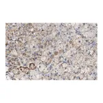 Merck Anti-PTRH1 Antibody, clone 3O6 ZooMAb Rabbit Monoclonal