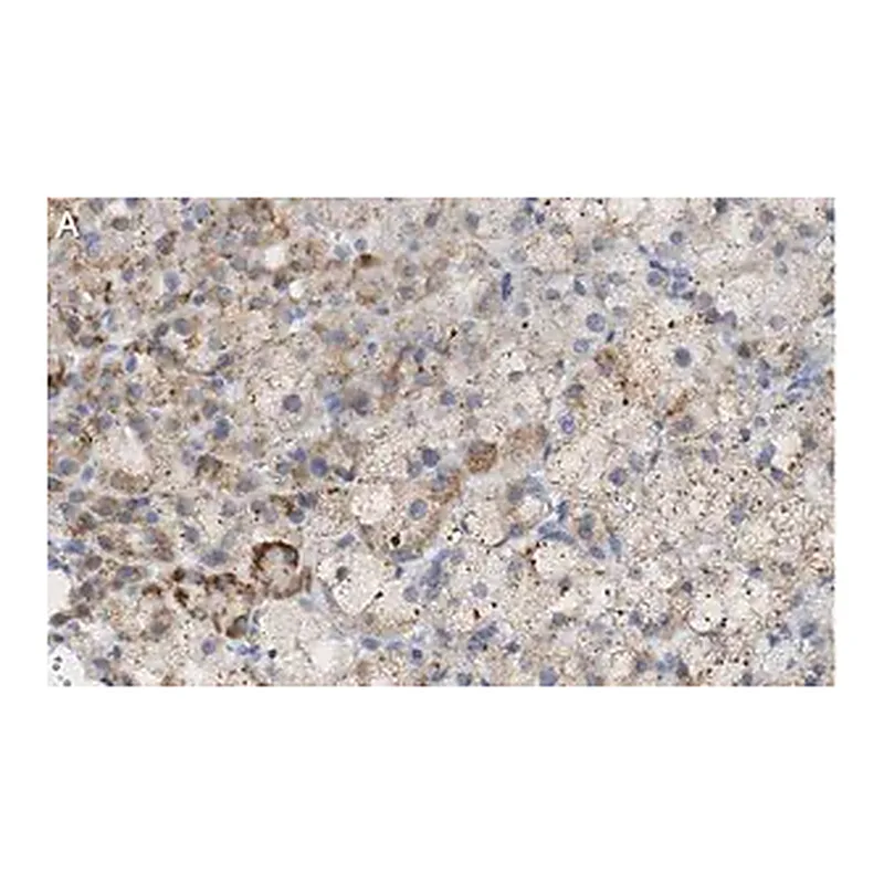 Merck Anti-PTRH1 Antibody, clone 3O6 ZooMAb Rabbit Monoclonal