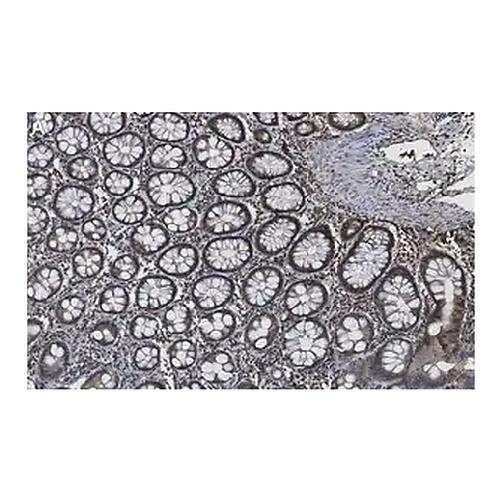 Merck Anti-Caspase-8 Antibody, clone 1L15 ZooMAb Rabbit Monoclonal