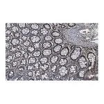 Merck Anti-Caspase-8 Antibody, clone 1L15 ZooMAb Rabbit Monoclonal