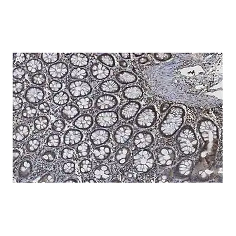 Merck Anti-Caspase-8 Antibody, clone 1L15 ZooMAb Rabbit Monoclonal