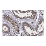 Merck Anti-TSTA3 Antibody, clone 2N10-H1 ZooMAb Rabbit Monoclonal