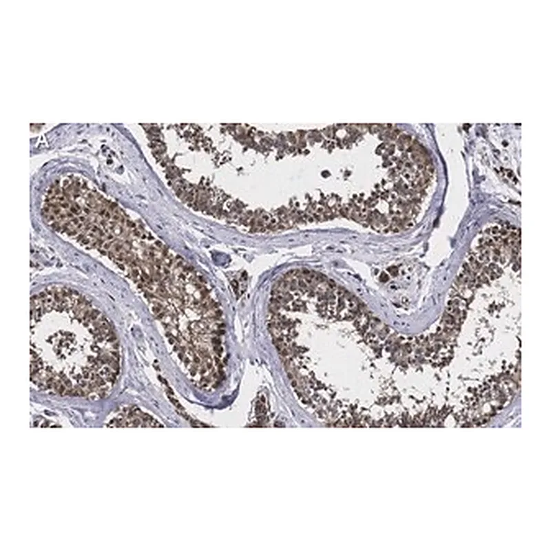 Merck Anti-TSTA3 Antibody, clone 2N10-H1 ZooMAb Rabbit Monoclonal
