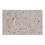 Merck Anti-GAD67 Antibody, clone 4B5 ZooMAb Rabbit Monoclonal