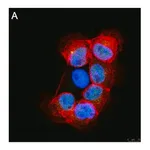 Merck Anti-RFX7 Antibody, clone 1J22 ZooMAb Rabbit Monoclonal