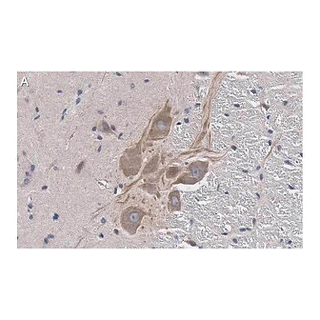 Merck Anti-MRGPRX4 Antibody, clone 3F4 ZooMAb Rabbit Monoclonal